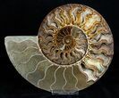 Huge Inch Wide Ammonite Pair #3308-3